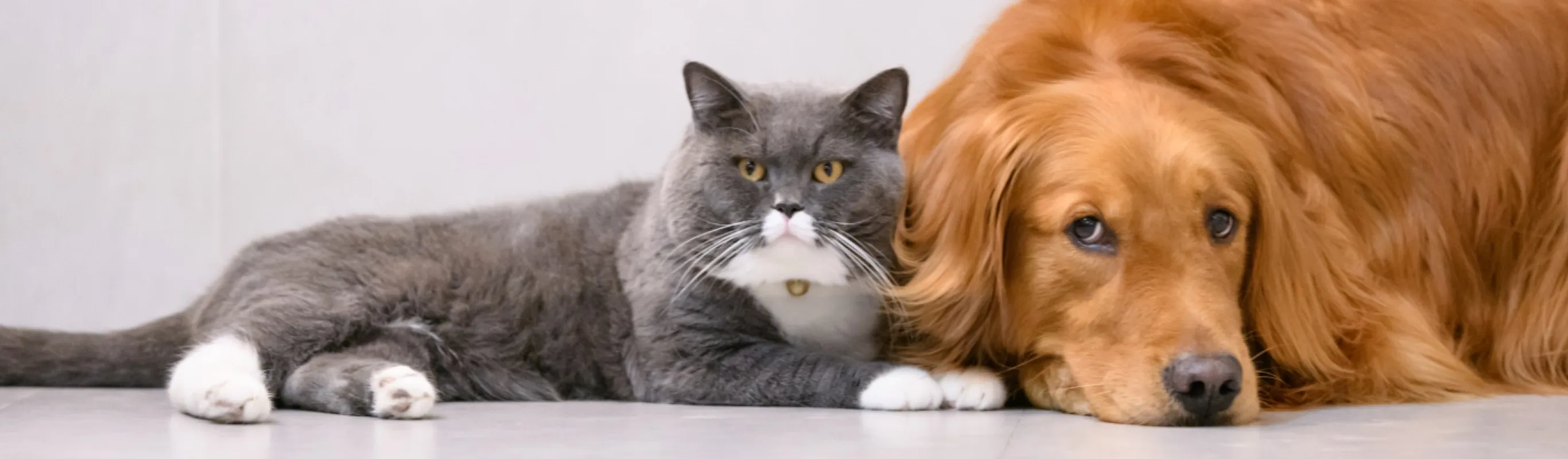 Gray Cat Laying Next to Orange Dog